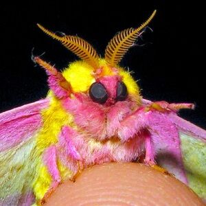 Meet your Posher, Louisa